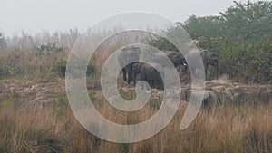 Wild asian elephant family or herd with calf or baby wide shot an adult playing with mud or sand at dhikala zone of jim corbett