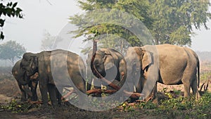 Wild asian elephant family or herd eating bark of tree at dhikala zone of jim corbett national park uttarakhand india