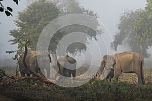Wild asian elephant family or herd eating bark of tree at dhikala zone of jim corbett national park uttarakhand india - Elephas