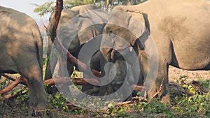 Wild asian elephant family or herd with playful calf or baby close up eating bark of tree at dhikala zone of jim corbett national