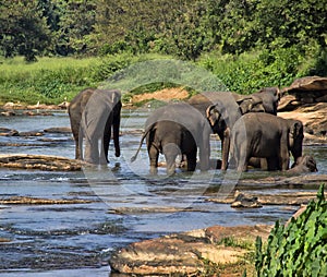 Wild Asian elephant herd came to drink