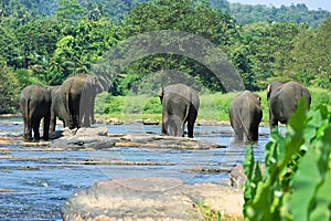 Wild Asian elephant herd came to drink at river