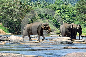 Wild Asian elephant herd came to drink at river