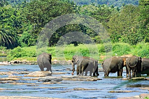 Wild Asian elephant herd came to drink at river
