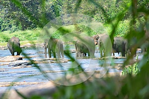 Wild Asian elephant herd came to drink at river