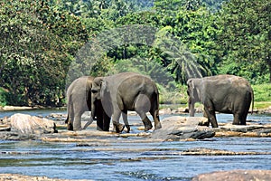 Asiatisch ein elefant herde Angekommen auf der trinken auf der ein Fluss 