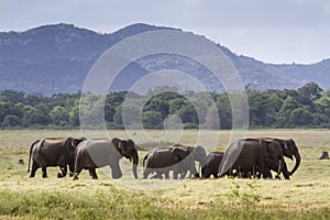 Wild Asian elephant in Minneriya national park, Sri Lanka photo