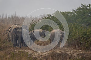 wild asian elephant or tusker or Elephas maximus indicus protective and aggressive family or herd with calf or baby at dhikala