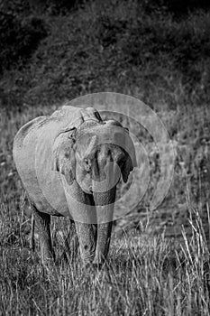 Wild asian elephant or tusker walking head on in black and white at dhikala zone of jim corbett national park uttarakhand india -