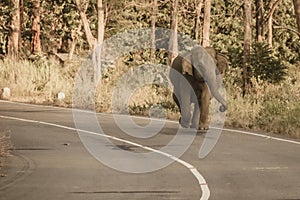 Wild elephant walking on street , srilanka photo