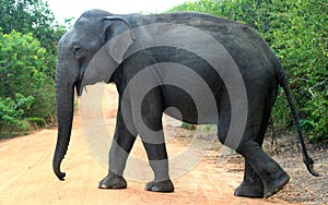 Wild asian elephant in the Yala National Park of Sri Lanka
