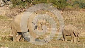 Wild asian mother elephant with her calf or baby tusker eating grass in with rolling trunk at dhikala zone of jim corbett national