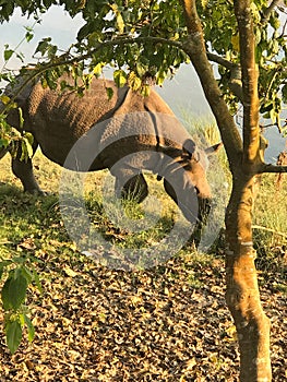 Wild Asian Rhinoceros encounter