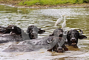 Wild asian water buffalos Bubalus arnee with curved horns bathing in water with birds Ardea alba,  great white egret on the