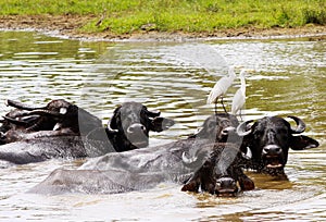 Wild asian water buffalos Bubalus arnee with curved horns bathing in water with birds Ardea alba, great white egret on the hea