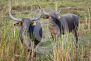 Wild Asiatic Buffalo