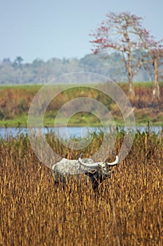 Wild Asiatic Buffalo at Kaziranga National Park