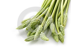 Wild asparagus