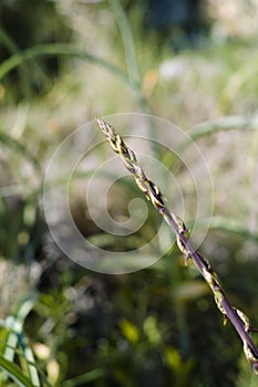 Wild asparagus (Asparagus officinalis