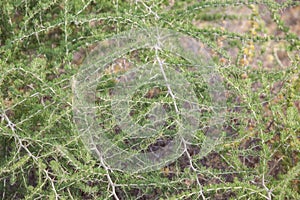 Wild asparagus plant or Asparagus acutifolius