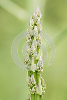 Wild Asparagus Spear