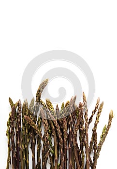 Wild asparagus on white