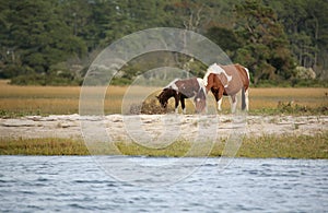 Wild Assateague ponies