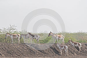 Wild Asses in desert photo