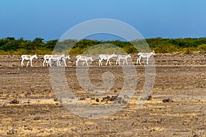 Wild Asses in a desert photo