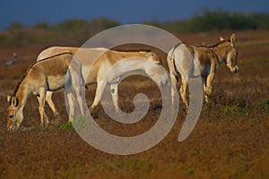 Wild asses in wild ass sanctuary of Gujarat little rann of kutch photo