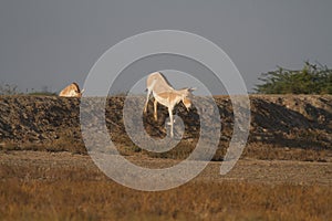 Wild Asses in wild ass sanctuary of Little rann of kutch gujarat photo