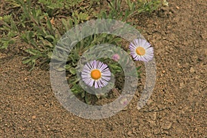 Wild Aster (Asteraceae)