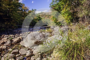 Wild asters flowers on Westfield River on Keystone arches bridge Trail in Berkshires Massachusetts