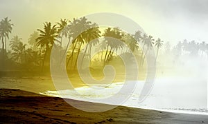 Wild Atlantic palm-lined beach at Ghana coast