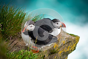 Wild Atlantic puffin seabird in the auk family.