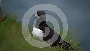 Wild Atlantic puffin seabird in the auk family in Iceland.