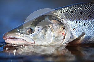 Wild Atlantic Salmon