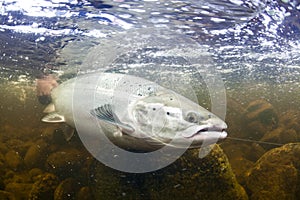 Wild Atlantic Salmon underwater photo