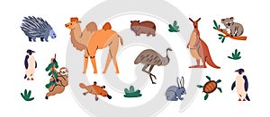 Wild Australian animals set. Exotic wildlife, south fauna of Australia. Different species, kangaroo, koala, camel