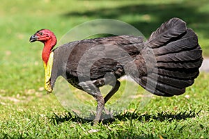 Wild Australian brush turkey