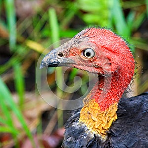 Wild Australian Brush Turkey Portrait