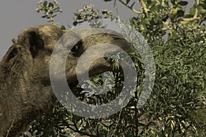 Wild Australian camel with a mouthful of gum leaves