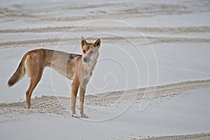 Wild Australian dingo