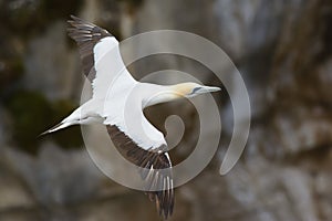 Australian gannet flight portrait