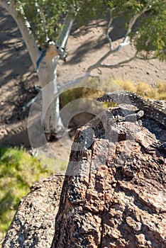 Wild Australian Lizard