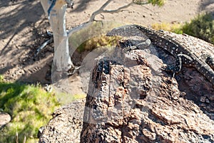 Wild Australian Lizard