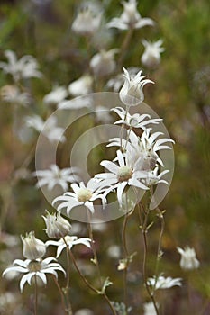 Wild Australian native flannel flowers, Actinotus helianthi, growing in Sydney open forest