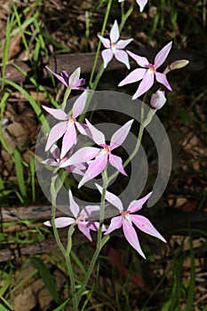 Wild Australian orchid - pink fairy