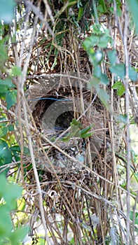 Wild australian parakeet nest