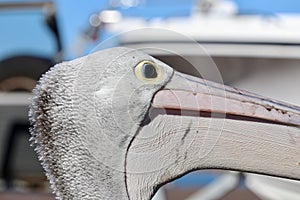 Wild Australian pelican closeup head profile